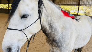 photizo-red-light-therapy-pad-horse-treatment