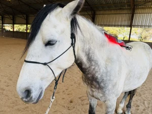 Pet & Animal Light Therapy
