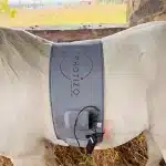 Light therapy for horses - veterinerary light therapy