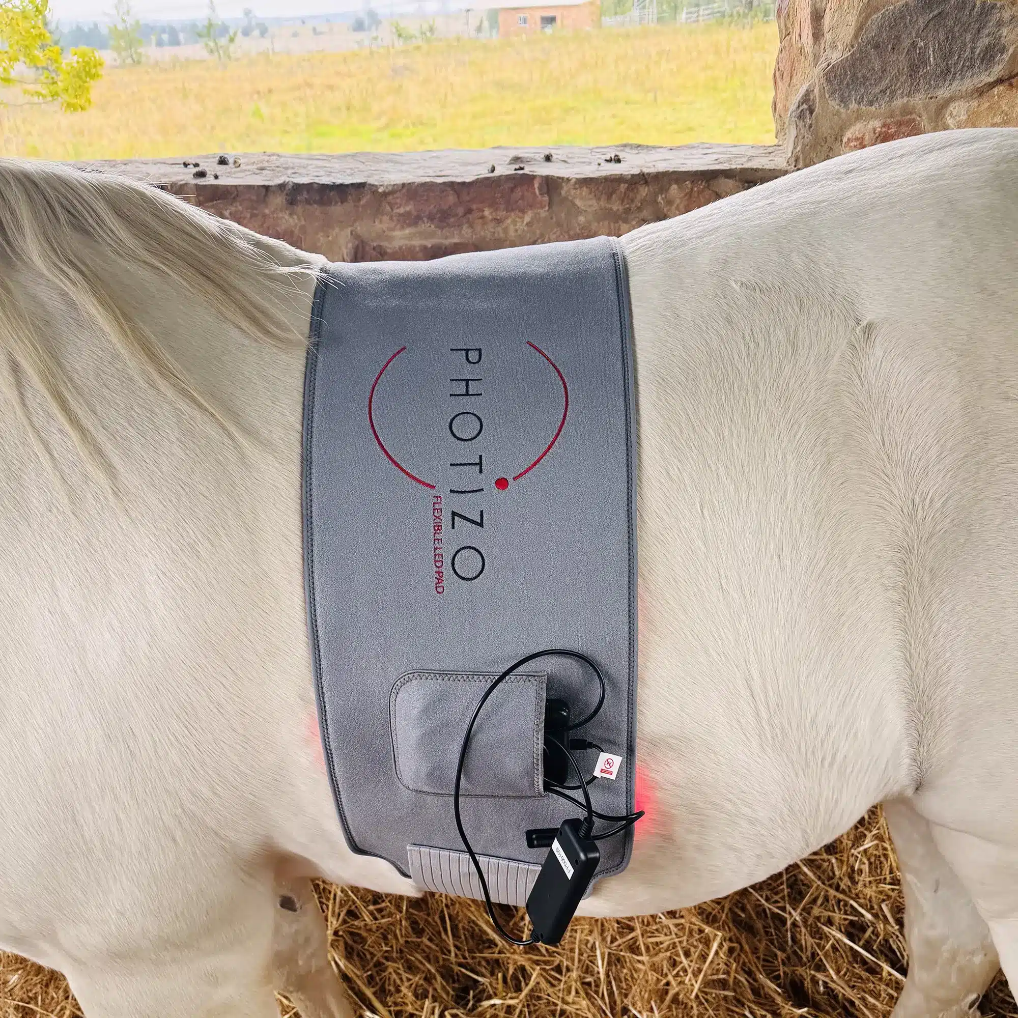 Light therapy for horses - veterinerary light therapy