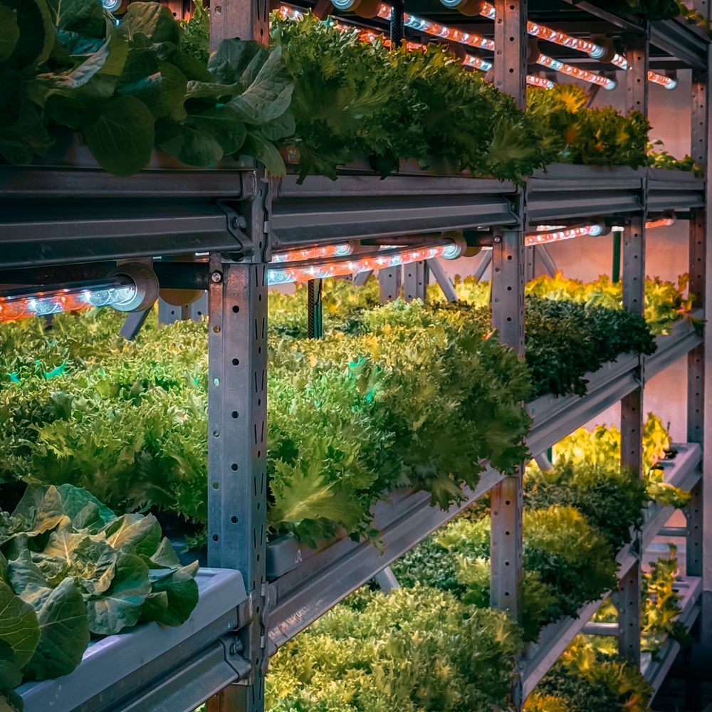 Indoor vertical farm with leafy greens under LED lights