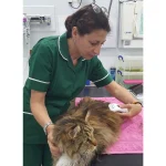 A vet using the Photizo Vetcare on a cat
