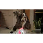 Photizo Vetcare used on a spaniel’s chest