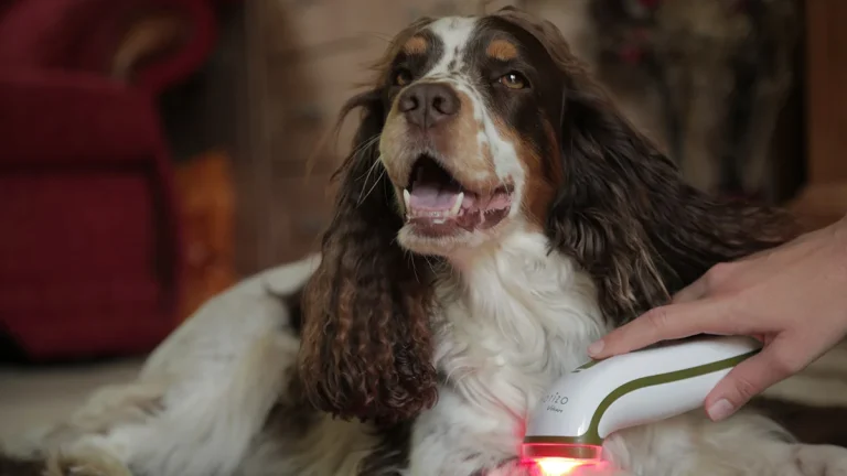 Photizo Vetcare used on a spaniel’s front leg
