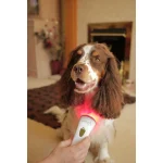 Photizo Vetcare glowing red against a spaniel’s neck