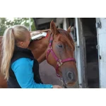 Photizo Vetcare used on a horse’s face